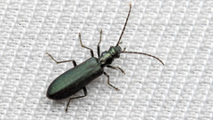 Oedemerinae