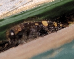 Acmaeodera prorsa