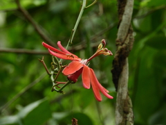 Passiflora glandulosa