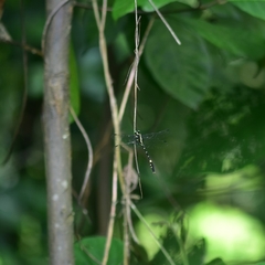 Macrogomphus wynaadicus