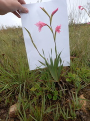 Gladiolus ochroleucus