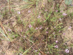 Thymus borysthenicus