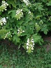 Hydrangea quercifolia