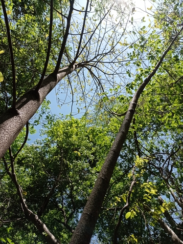 Annona purpurea - Whole tree