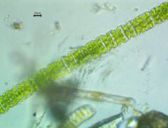 Desmidium