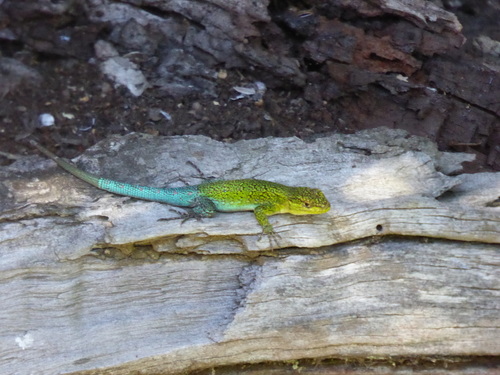 Liolaemus tenuis