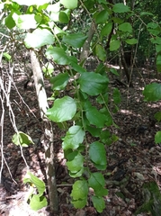 Agonandra ovatifolia