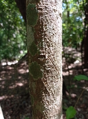 Agonandra ovatifolia