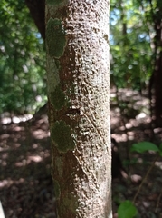 Agonandra ovatifolia