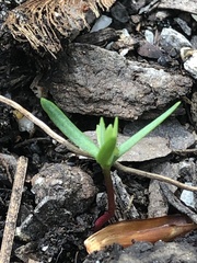 Floerkea proserpinacoides