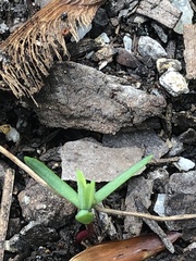 Floerkea proserpinacoides