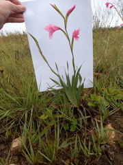 Gladiolus ochroleucus