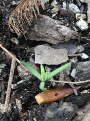 Floerkea proserpinacoides