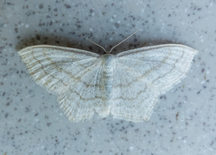 Scopula junctaria