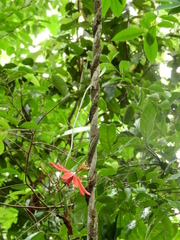 Passiflora glandulosa