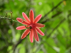 Passiflora glandulosa
