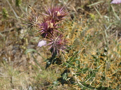 Ptilostemon hispanicus