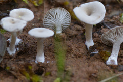 Arrhenia griseopallida