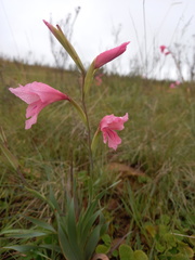 Gladiolus ochroleucus
