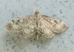 Anania tertialis