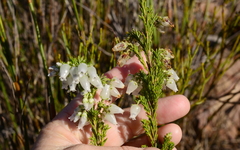 Erica physodes