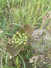 Asclepias amplexicaulis