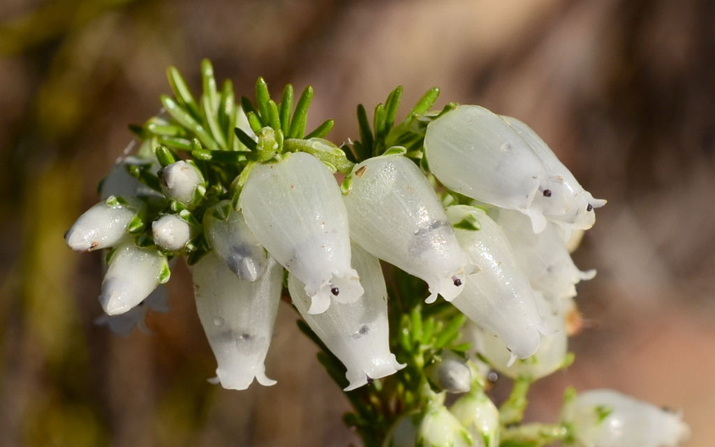 Sticky White Heath