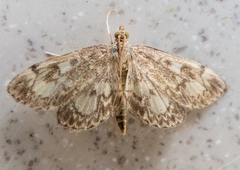 Anania tertialis