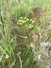Asclepias amplexicaulis