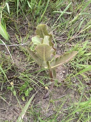 Asclepias amplexicaulis