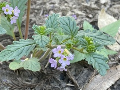 Phacelia suaveolens