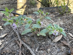 Phacelia suaveolens