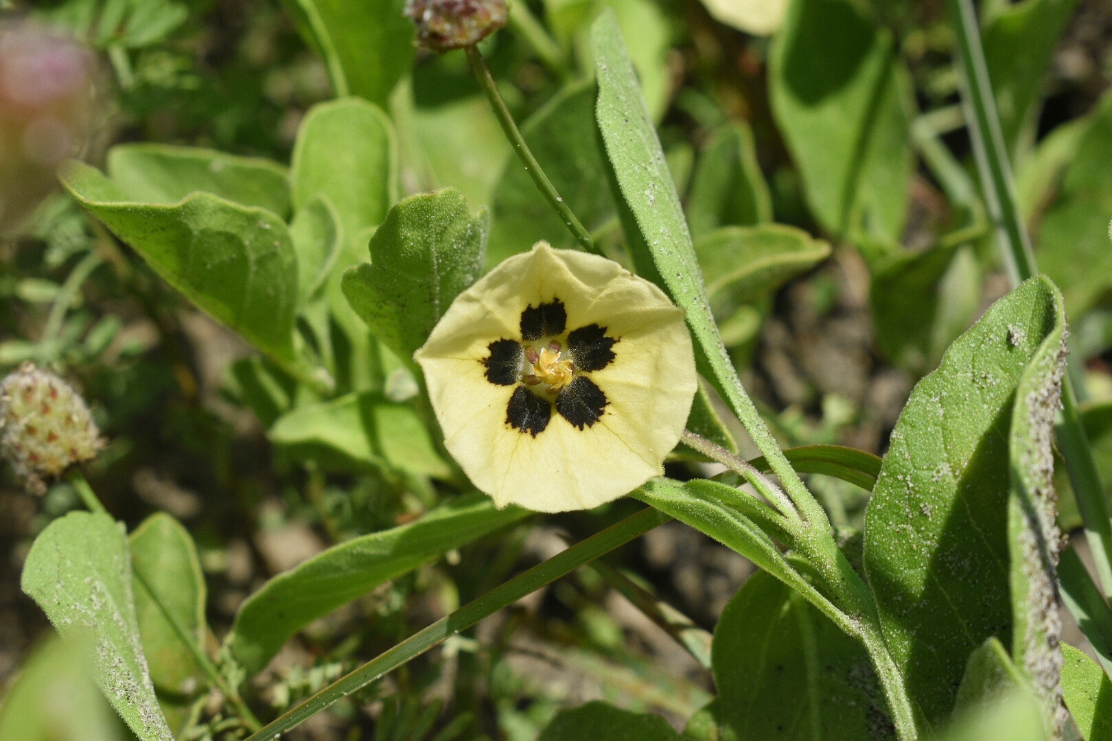 Physalis cinerascens var. spathulifolia