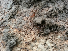 Myrmecophilus pergandei