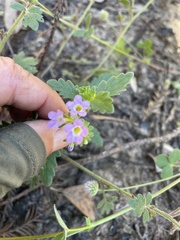 Phacelia suaveolens