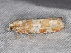 Retinia sabiniana