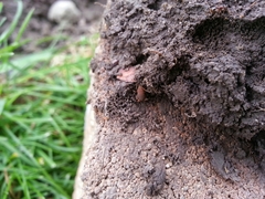 Myrmecophilus pergandei