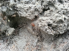 Myrmecophilus pergandei