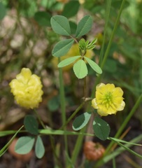 Trifolium campestre