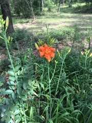 Hemerocallis fulva kwanso