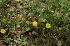 Trifolium campestre