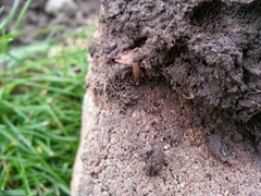 Myrmecophilus pergandei