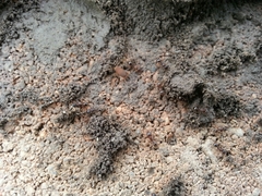 Myrmecophilus pergandei