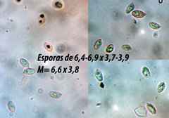 Arrhenia griseopallida