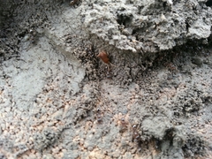 Myrmecophilus pergandei