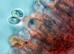 Arrhenia griseopallida