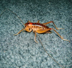 Hemiandrus pallitarsis