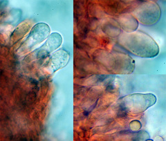 Arrhenia griseopallida