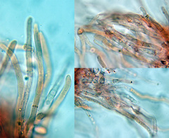 Arrhenia griseopallida