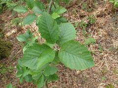 Karpatiosorbus latifolia
